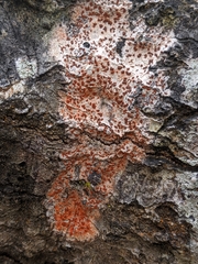 Arthonia cinnabarina