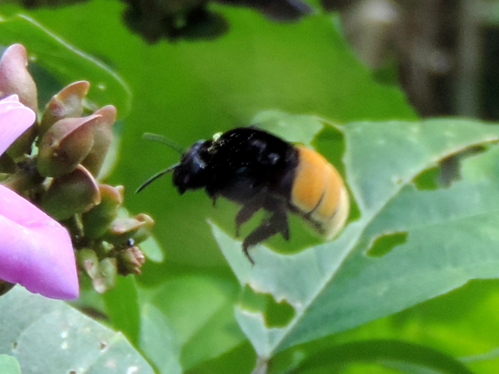 Eulaema polychroma