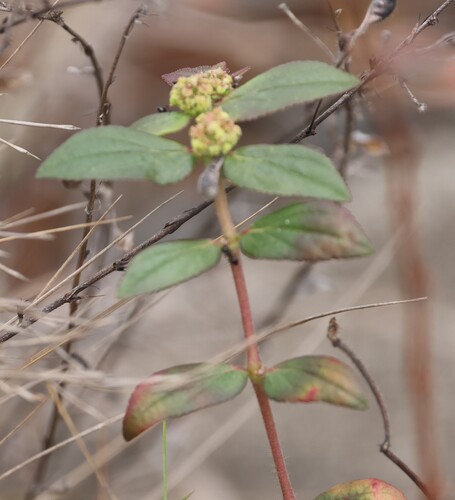 Asthma Plant