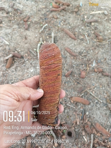 Cassia grandis - Whole tree
