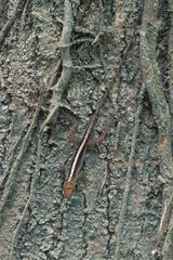 Anolis cupreus image