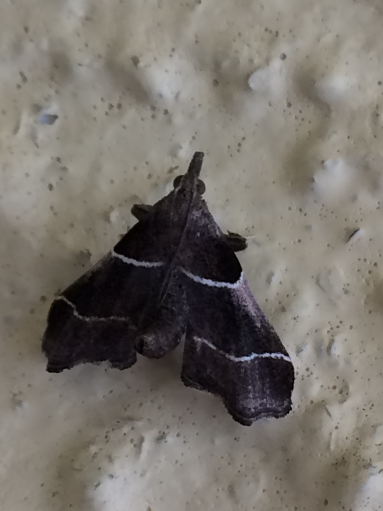 Amazon Queen Moth