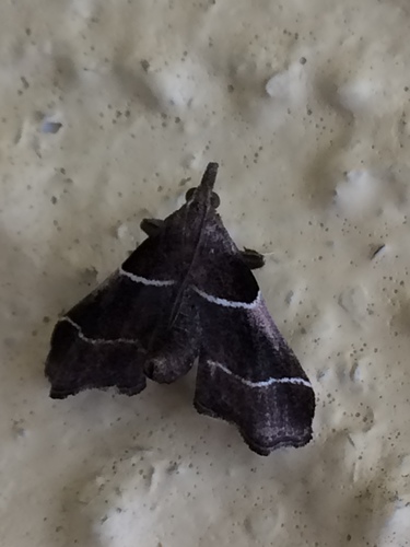 Amazon Queen Moth