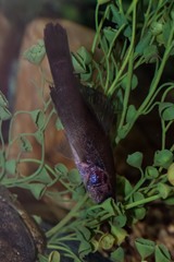 Aphredoderus sayanus