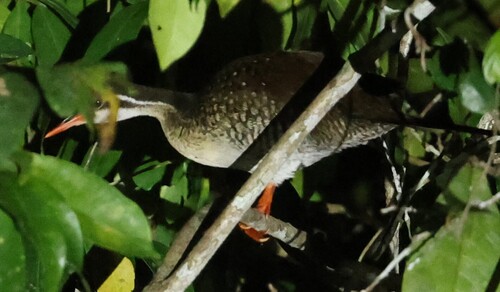African Finfoot