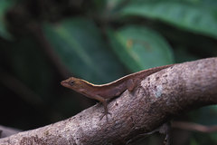 Anolis cupreus