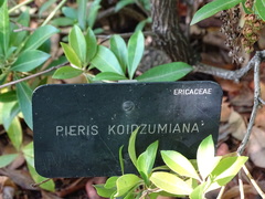 Pieris koidzumiana