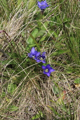 Gentiana dshimilensis