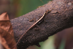 Anolis cupreus