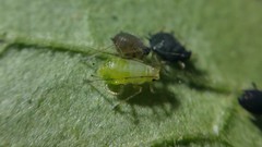 Aulacorthum solani