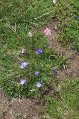Campanula tridentata biebersteiniana