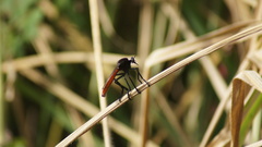 Archilestris magnificus
