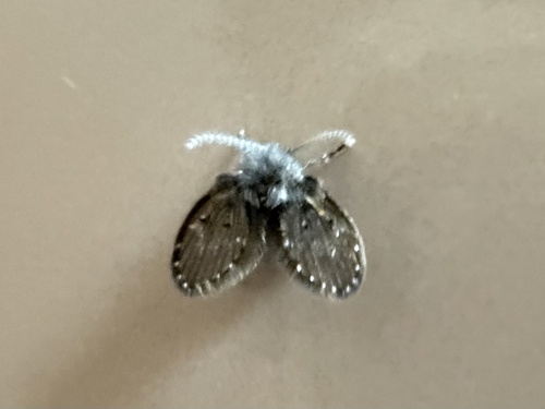 Unknown species found near Calvary Chapel, West Melbourne, FL, US