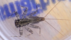Stenacron interpunctatum
