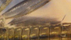 Stenacron interpunctatum