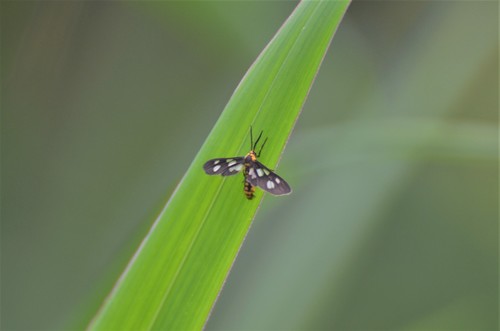 Trichaeta bivittata