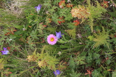 Erigeron caucasicus venustus