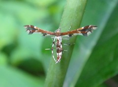 Geina tenuidactylus