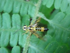 Tenthredo verticalis