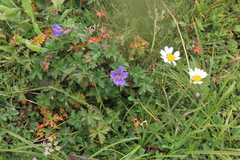 Geranium gymnocaulon