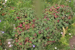 Geranium gymnocaulon