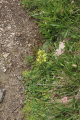 Pedicularis sibthorpii