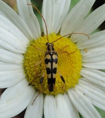 Strangalia luteicornis