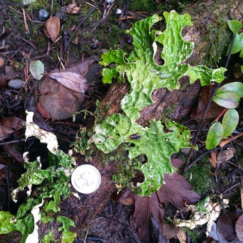 Tree Lungwort (Lobaria pulmonaria)
