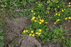Potentilla ruprechtii