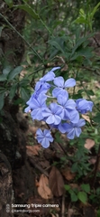 Plumbago auriculata image