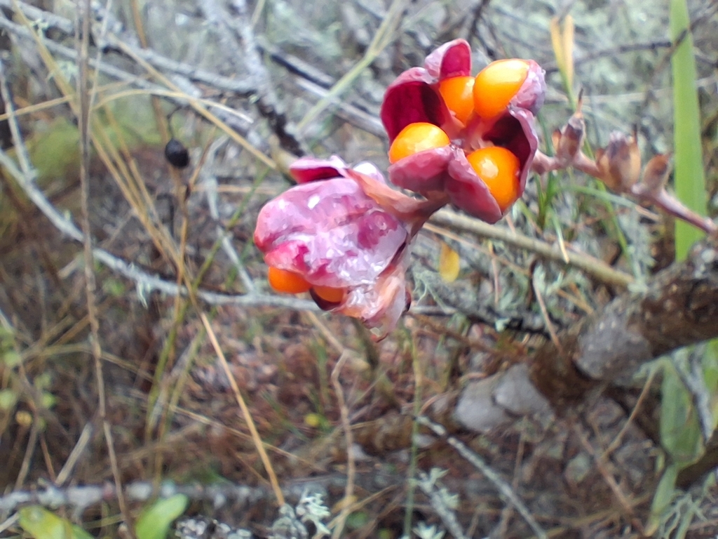 Chasmanthe aethiopica, Brenton-on-Sea, 6570, South Africa, by seanshr