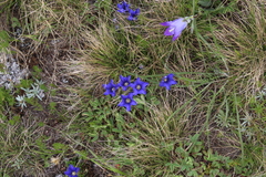 Gentiana dshimilensis