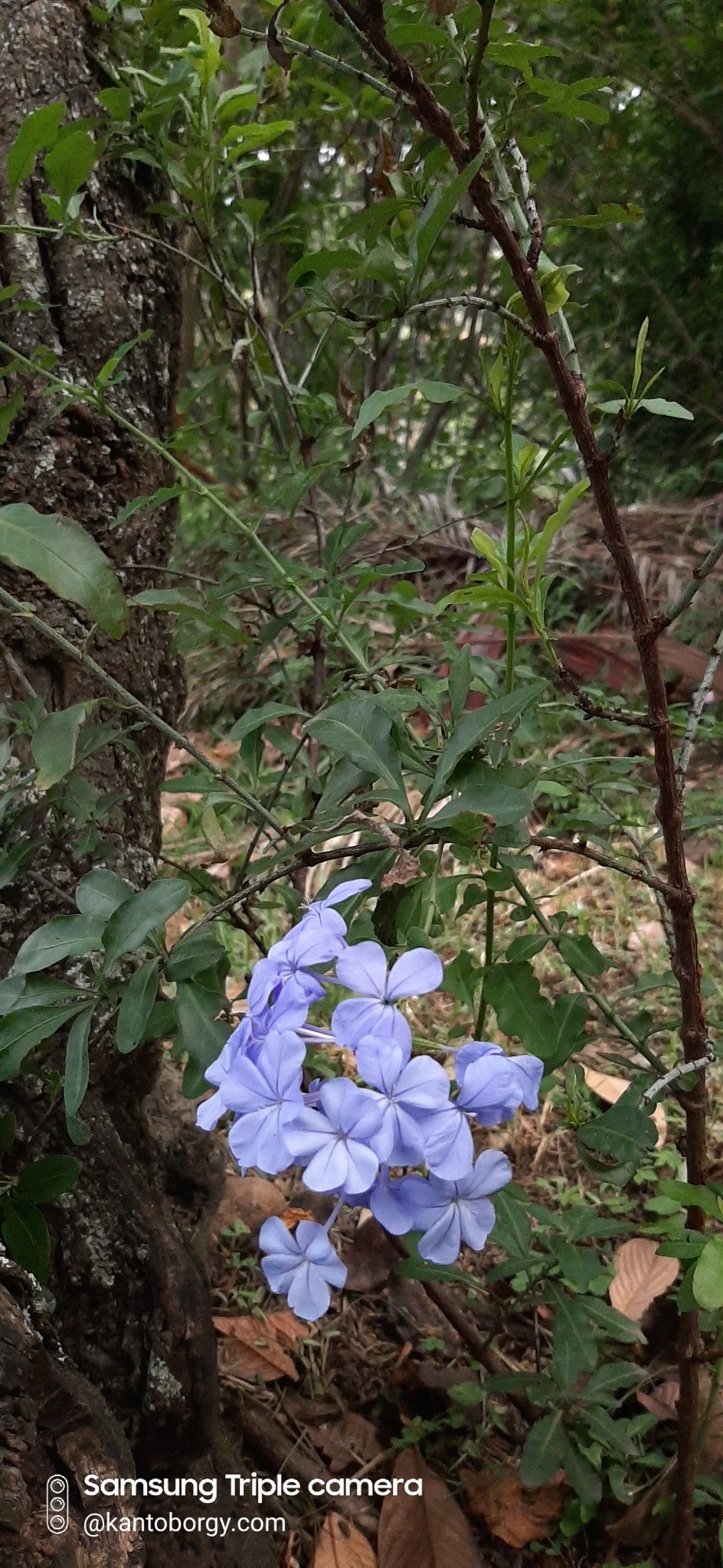 Plumbago image