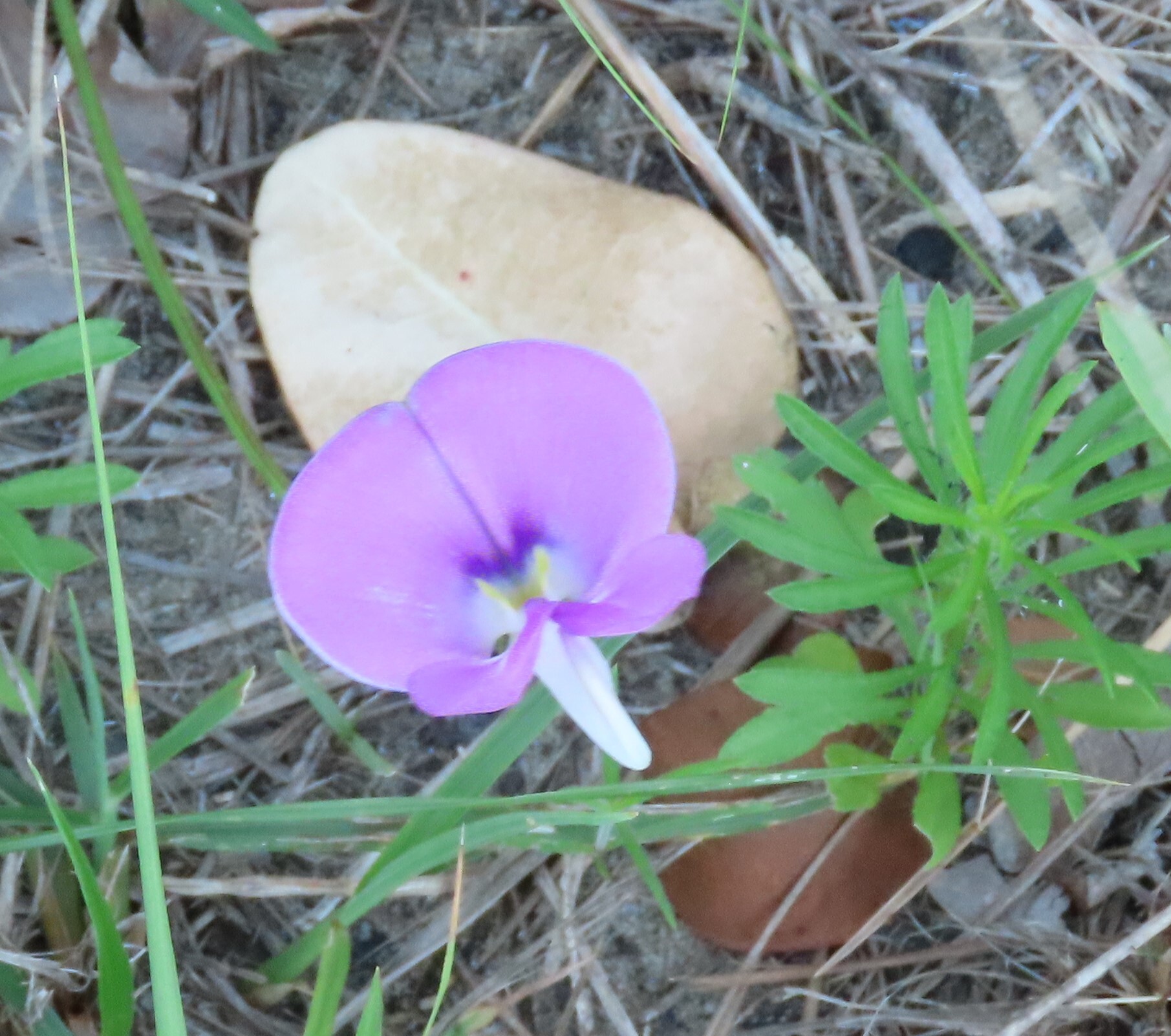 Cowpea (Vigna unguiculata)