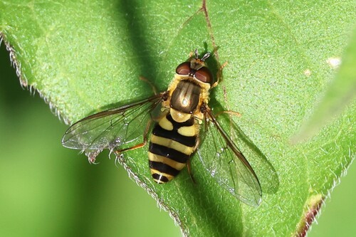 Unknown species found near Berwick, ME 03901, USA