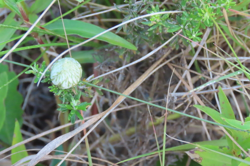 Straw Everlasting (Helichrysum kraussii)