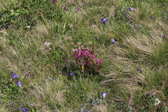Pedicularis nordmanniana