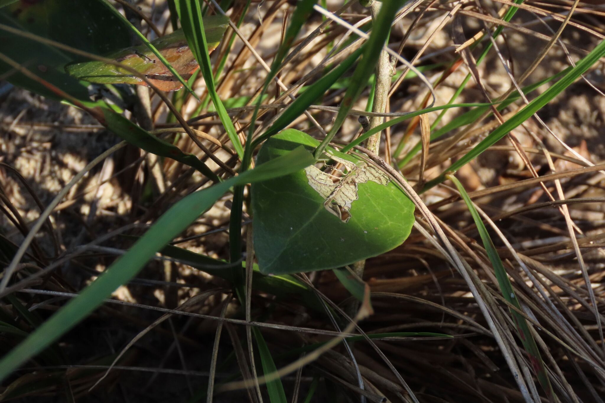 Ibhonsi (Salacia kraussii)