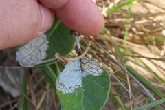 Salacia kraussii, photograph (c) Bruno - Yolande Zanette, some rights reserved (CC BY)
