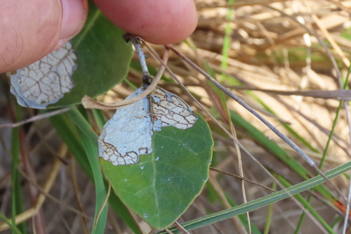 Salacia kraussii
