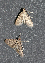 Voliba scoparialis