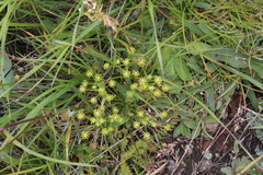 Chamaesciadium acaule