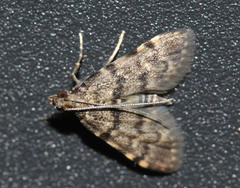 Voliba scoparialis