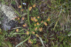 Anthyllis vulneraria boissieri