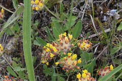 Anthyllis vulneraria boissieri