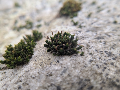 Hutchins' Pincushion (Ulota hutchinsiae)