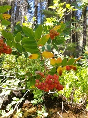 Sorbus sitchensis sitchensis
