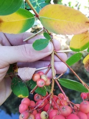 Sorbus sitchensis sitchensis