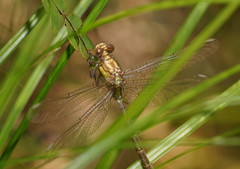 Hemigomphus