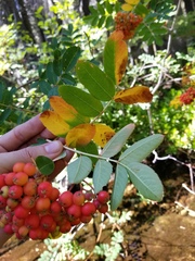 Sorbus sitchensis sitchensis